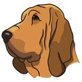 Signmission Bloodhound Dog Decal, Dog Lover Decor Vinyl Sticker D-12-Bloodhound